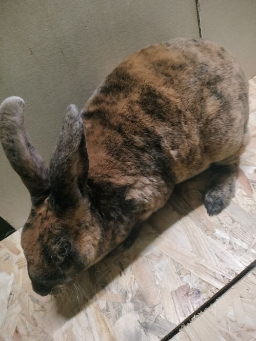Króliki rex samiec samica kotna