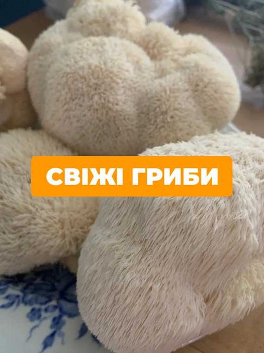 Ежовик гребенчатый сушеный — плодовые тела оптом і роздріб, порошок, їжовик