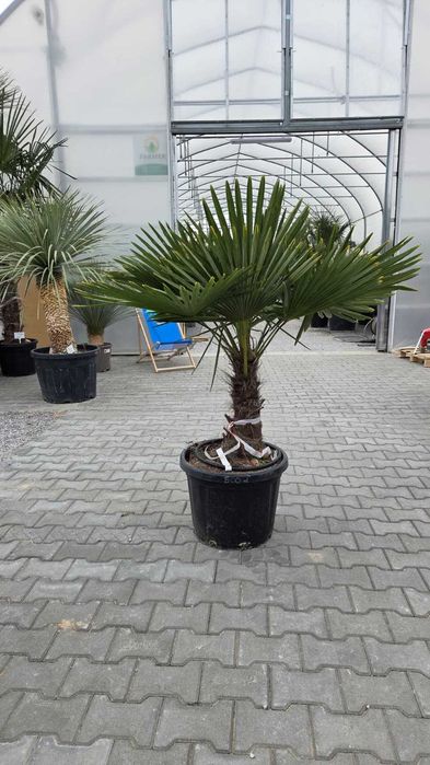 Palma mrozoodporna Trachycarpus fortunei – dostępne różne rozmiary