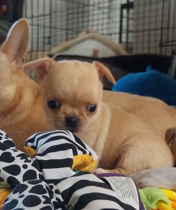 Chihuahua dziewczyneczka ZKWP