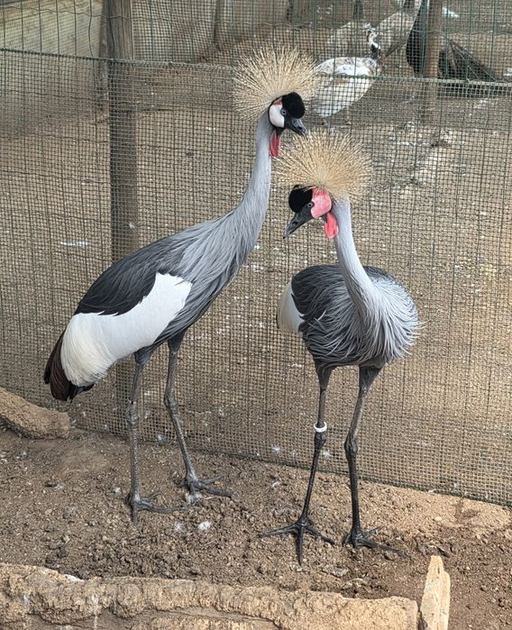 Casal de grous coroados