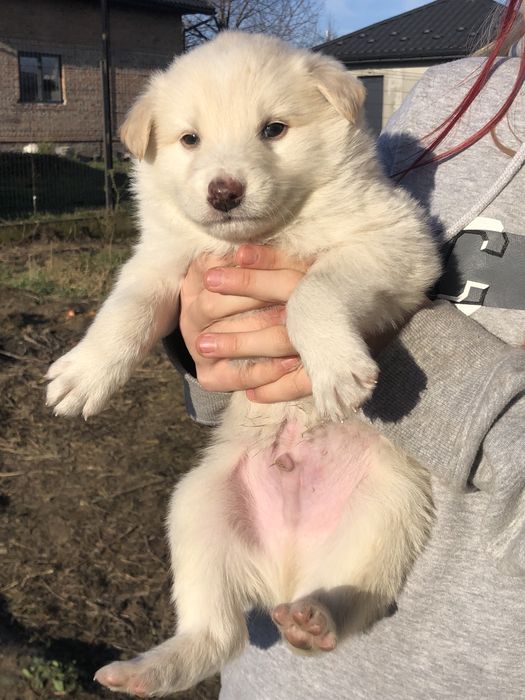 Віддам 9 щенят, 4 дівчинки 5 хлопчиків