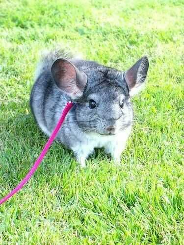Caturras domésticas + Gaiola nova +alimentação adequada