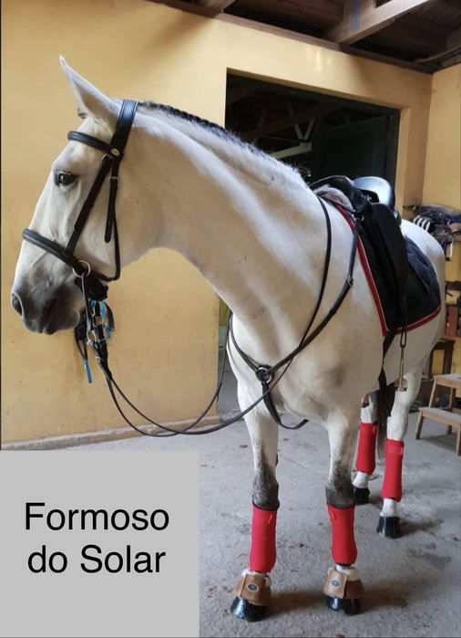 Cavalo lusitano puro - castrado