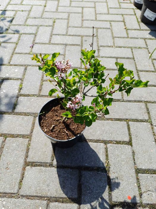 Lilak Meyera Palibin