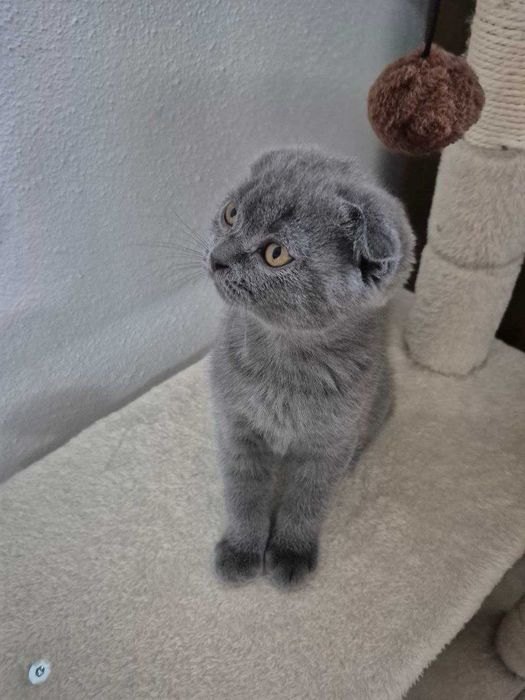 Gatinho Scotish Fold
