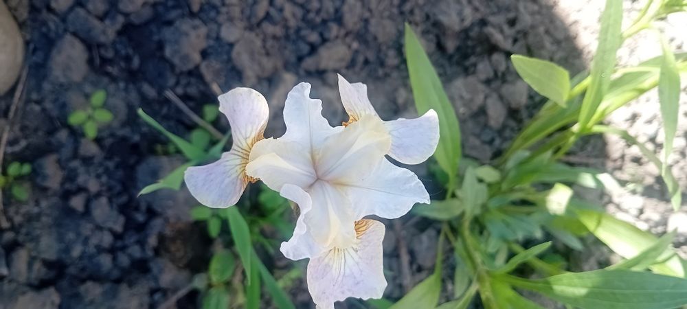 Пропоную ірис спурія і сибірський.