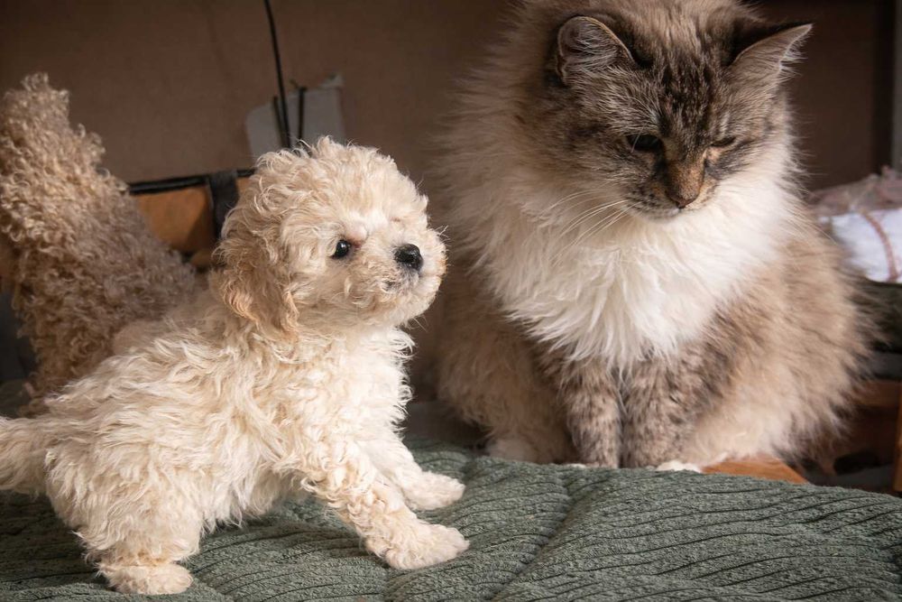 Pudel biały  miniatura/toy