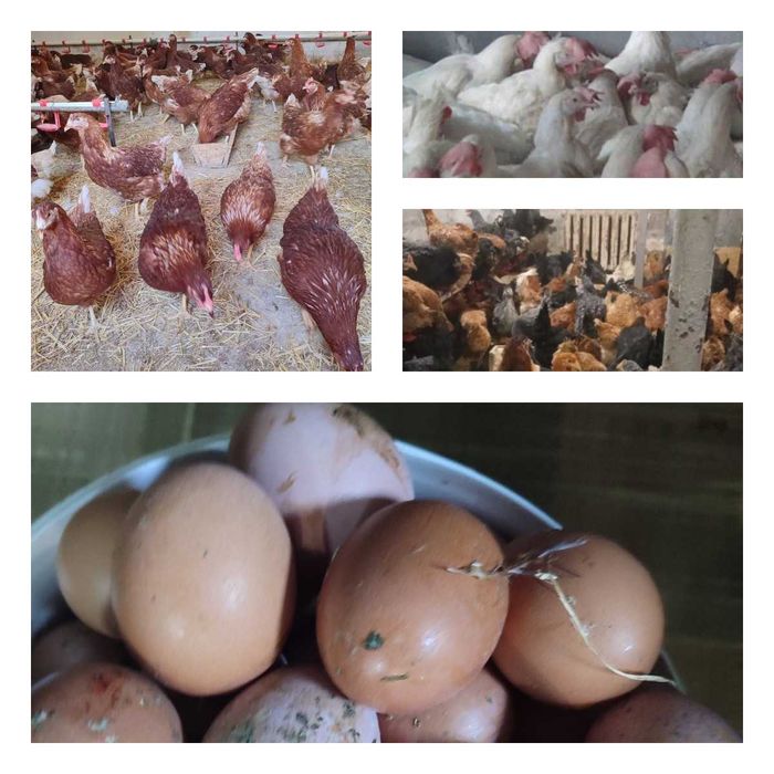 Продам кури несушки! Доставка безкоштовна. Корсунь Шевченківський!