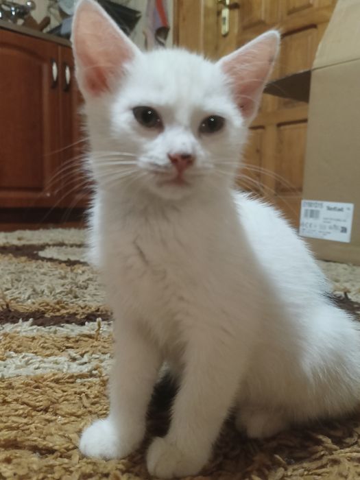 Kociak Romuś do ADOPCJI