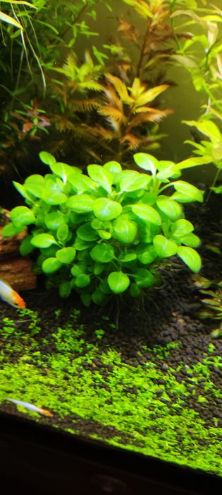 Planta aquário Lobelia Cardinalis mini