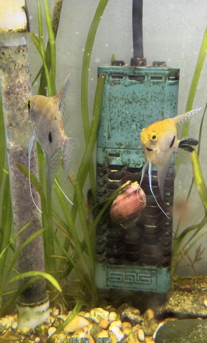 Casais jovens de peixe-anjo prontos para desovar estão à venda.