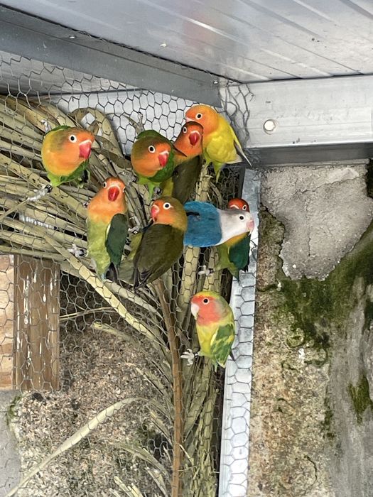 Agapornis sexados