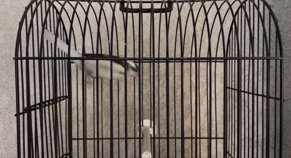 Canarios larguet 2025