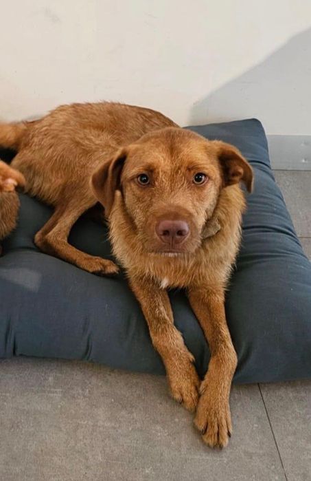 Cão jovem para adoção