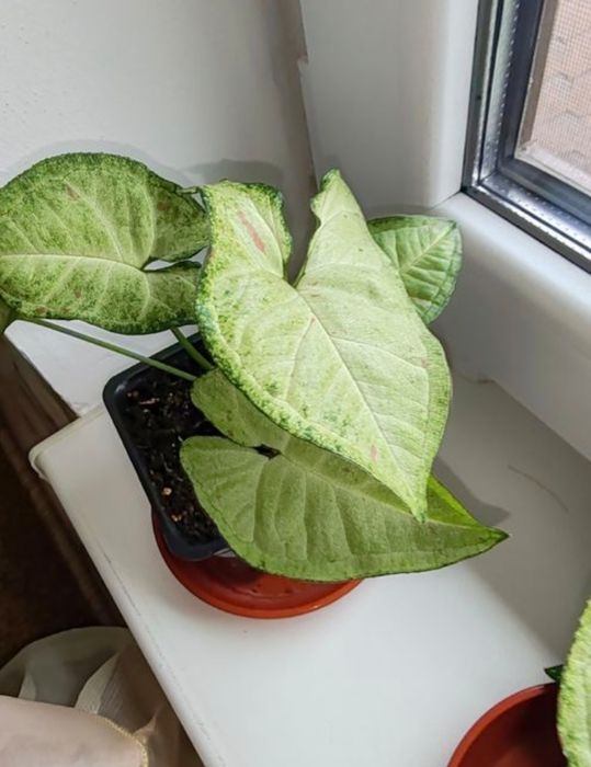 Сингоніум конфетті.