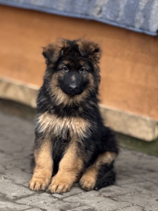 Szczeniak rasy owczarek niemiecki