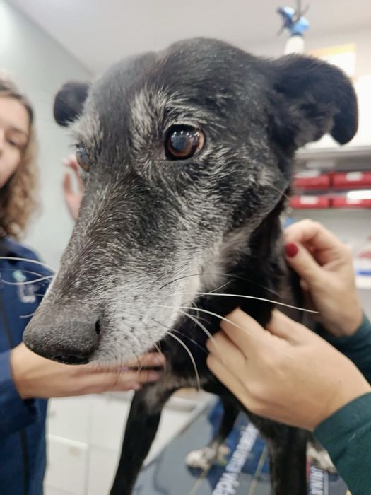 Cão macho para adoção responsável