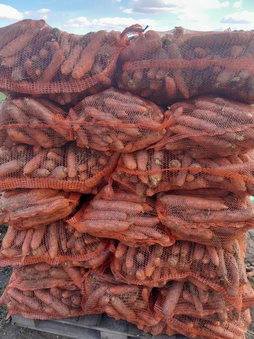 Marchew odpadową brudna