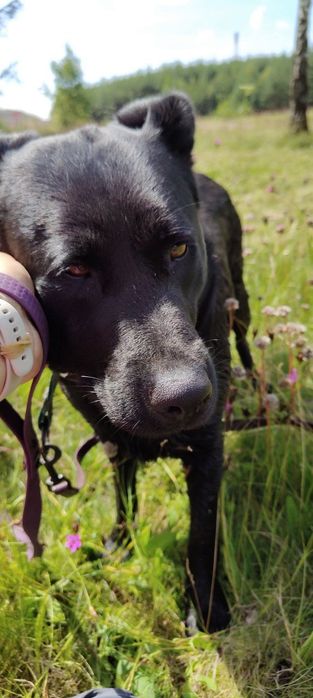 Duża, młoda i łagodna suczka mix labrador do adopcji