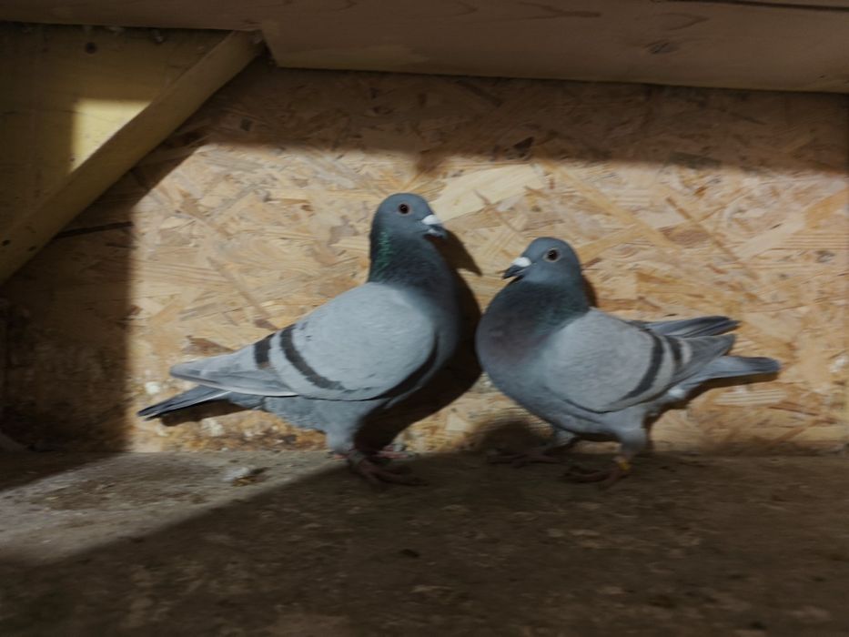 Likwidacja hodowli gołębi pocztowych.