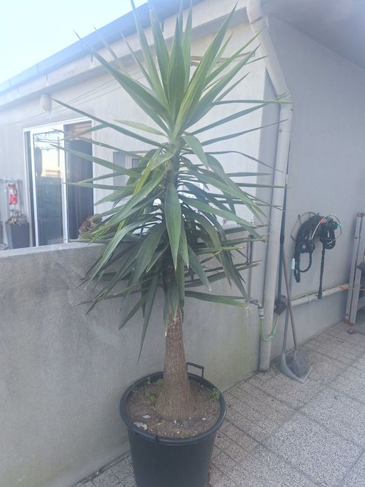 Plantas variadas