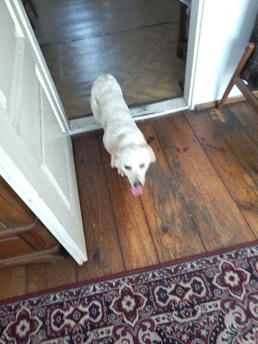 Suczka za darmo oddam