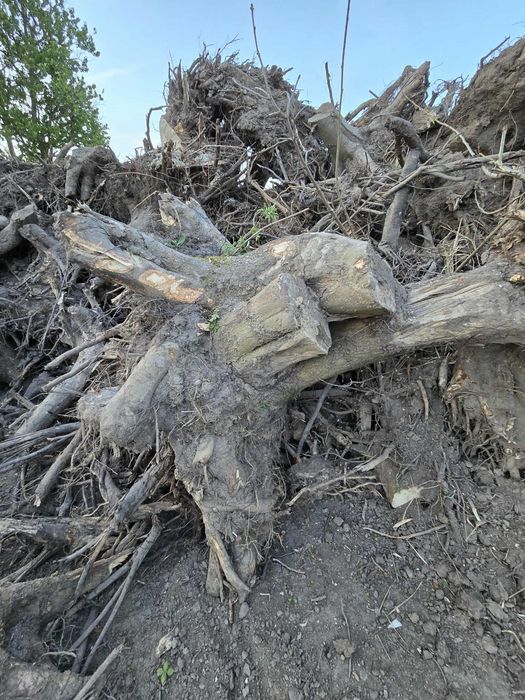 Oddam za darmo korzenie