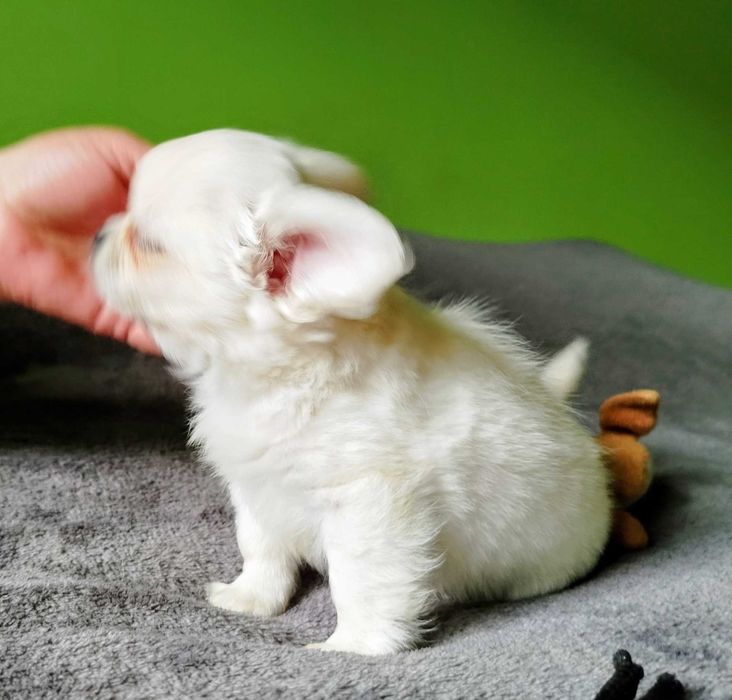 Chihuahua maleńki chłopczyk
