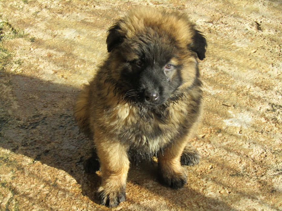 Macho Serra da Estrela com Pedigree/Afixo.