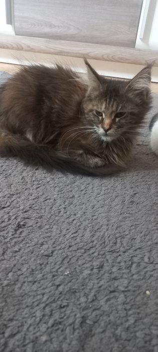 Wspaniała Maine Coon