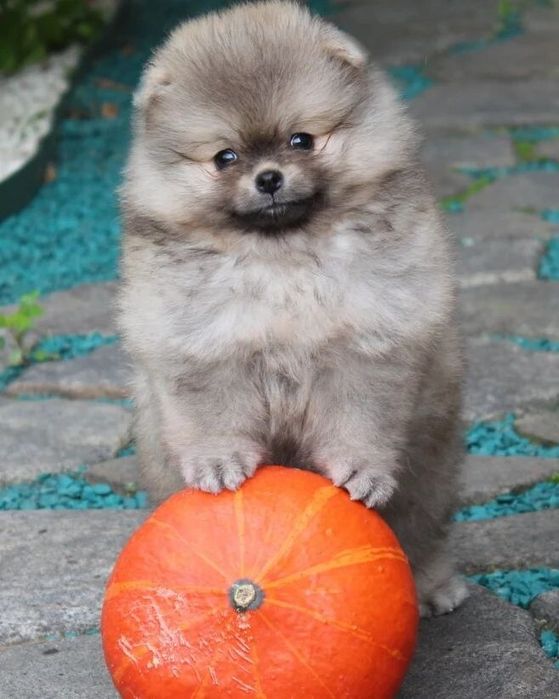 Щенки Померанского-шпица!