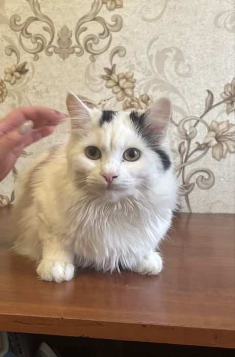 Кішечки безоплатно