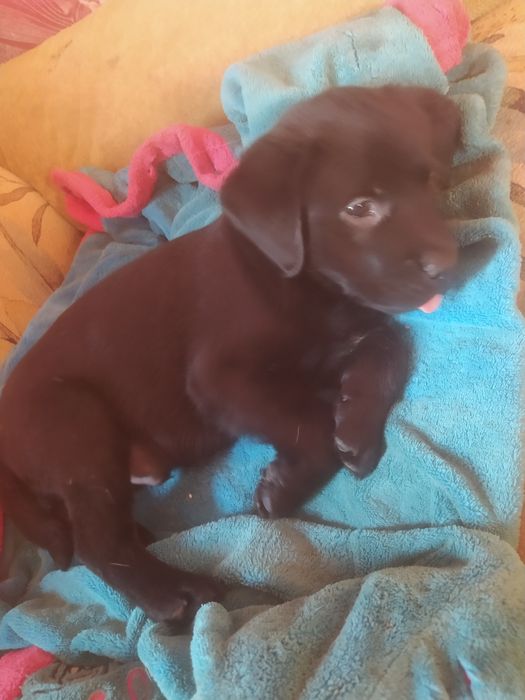 Фото не передає  всієї краси та грації цих чудових малюків.