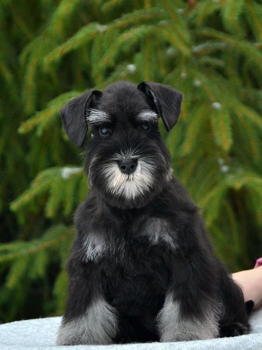 Sznaucer minaturowy czarno-srebrny pies
