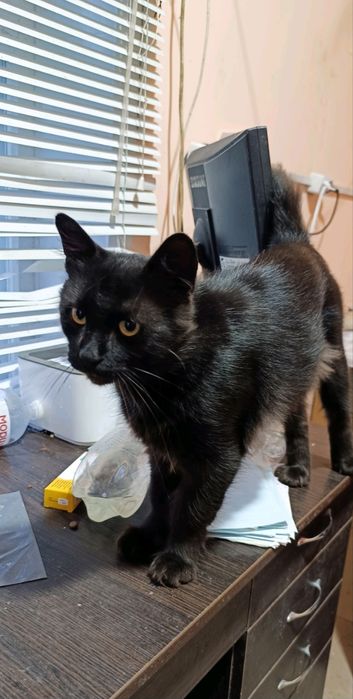 Котикам потрібен дім