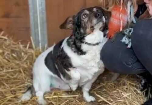 Łatek szuka nowego domu