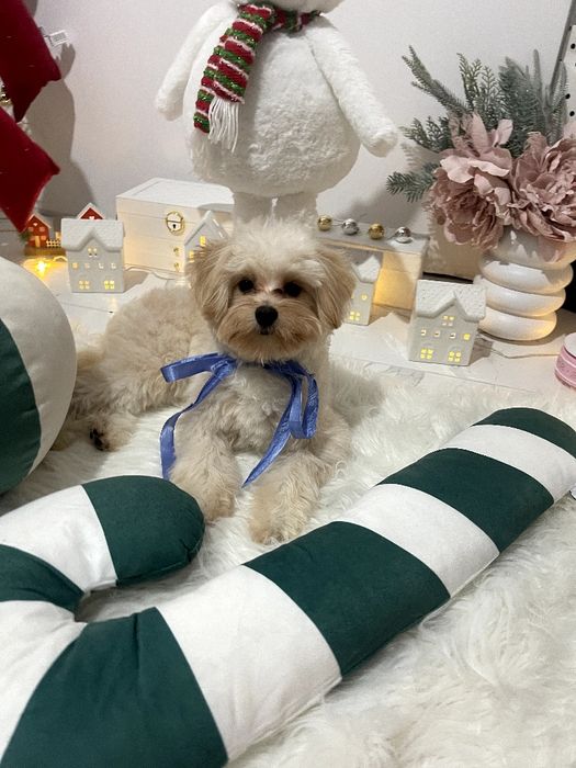 Помапу — Лише 2 дівчинки! Ідеальна можливість