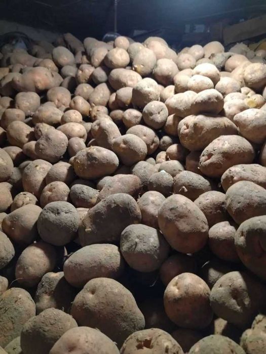 Картопля Біла роса 100грн. відро
