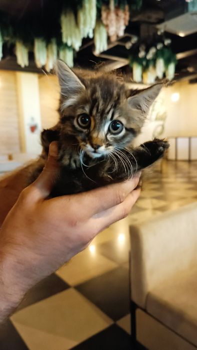 Котята в хорошие руки бесплатно. Котенок даром. Кот. Кошка.