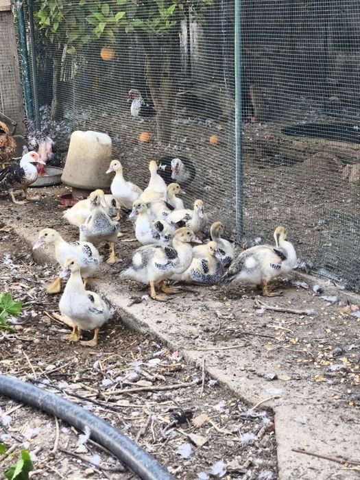 Patos criados ao ar livre com 5 semanas, patos mudos, criação, animais