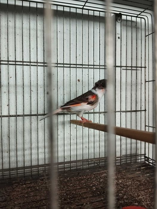 Vendo voadoras de criação canários