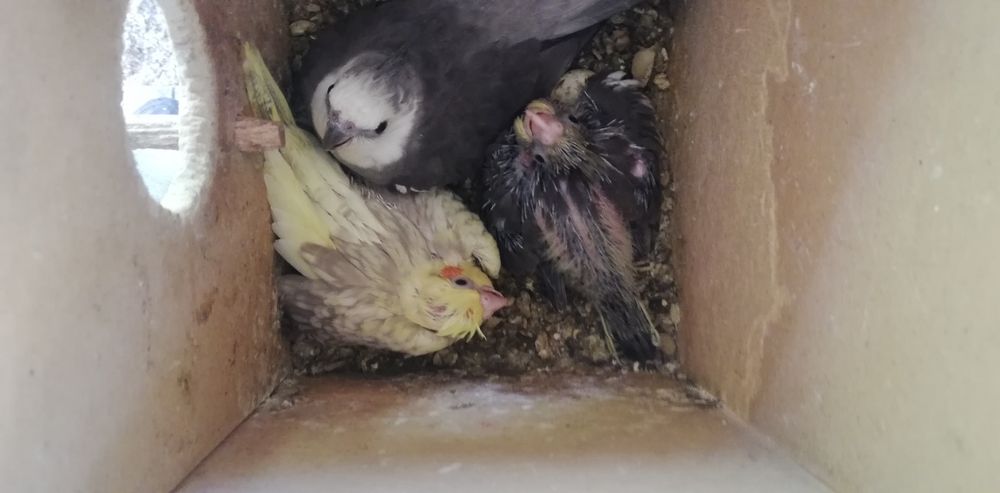 Caturras adultas