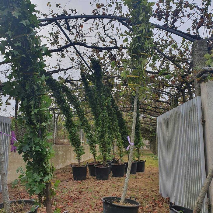 Árvores / Pendulas / Araucarias