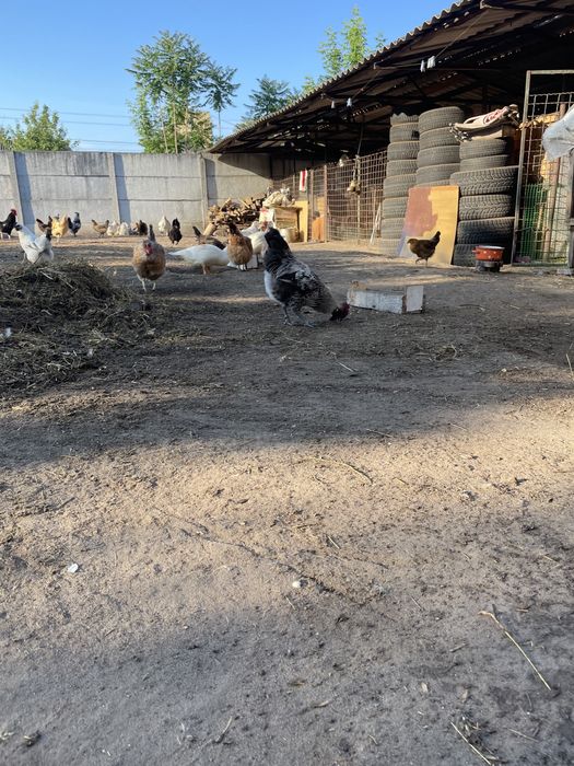 Питушки 2 штуки