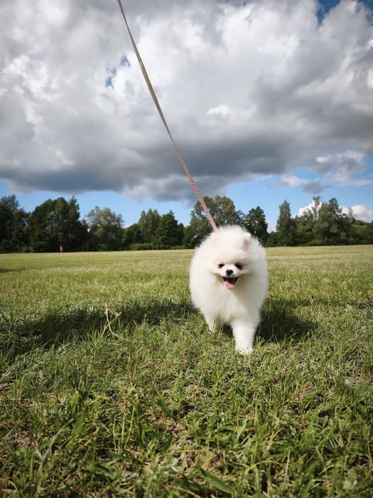Szpic miniaturowy Pomeranian