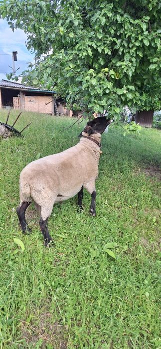 Суффолк вівця овечка ягня баран