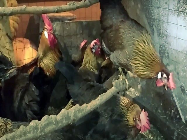 Курчата та інкубаційне яйце Леггорн білий, золото, ізабелла.