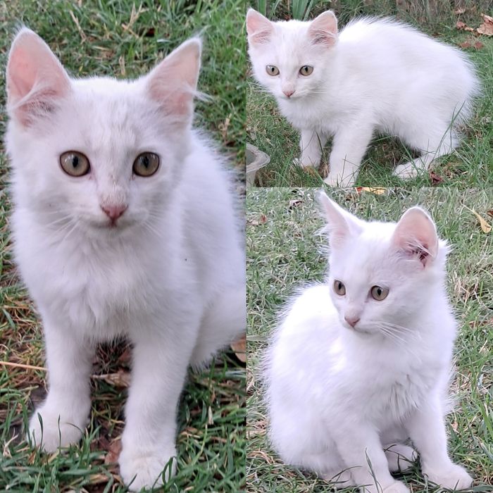 Віддам кошеня (біла кішка, чорний кіт, триколірна кішка)