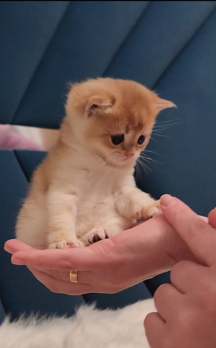 Шотландські кошенята золота шиншила